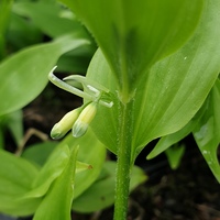 Polygonatum orientale 